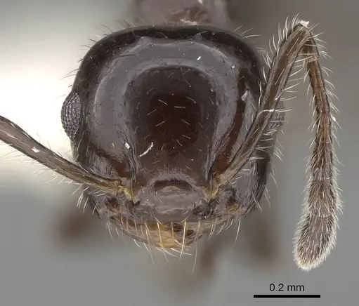 Crematogaster ferrarii specimen CASENT0919948 image casent0919948_2