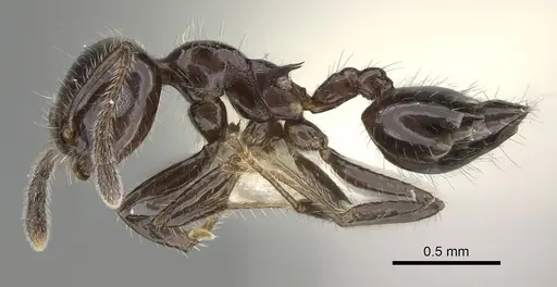 Crematogaster ferrarii specimen CASENT0919948 image casent0919948_3