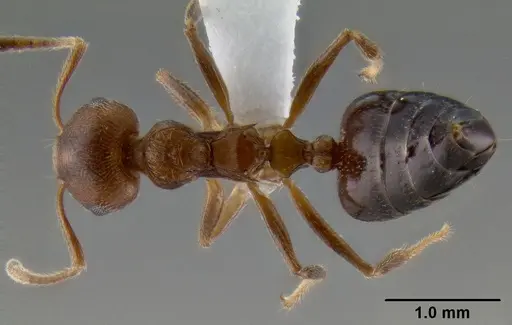Crematogaster flava specimen CASENT0193691 image casent0193691_1