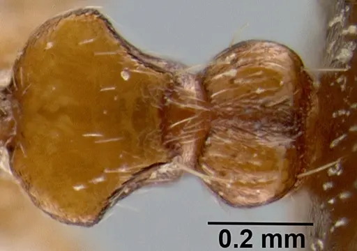 Crematogaster flava specimen CASENT0193691 image casent0193691_2