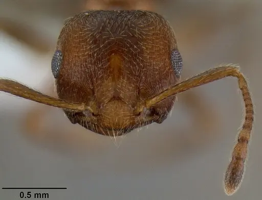 Crematogaster flava specimen CASENT0193691 image casent0193691_3