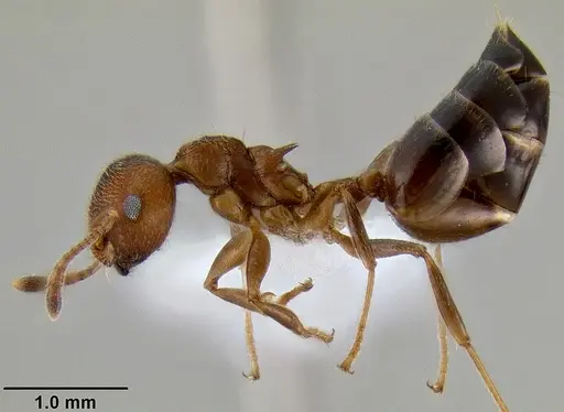Crematogaster flava specimen CASENT0193691 image casent0193691_4