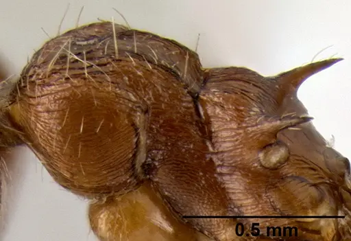 Crematogaster flava specimen CASENT0193691 image casent0193691_5