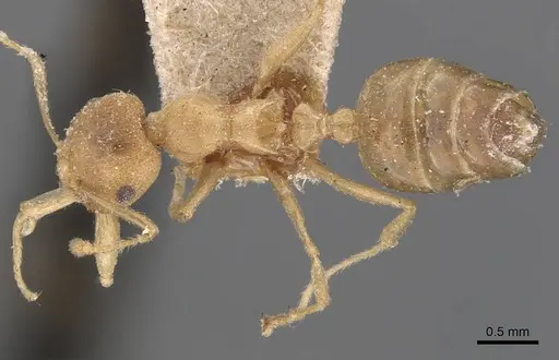 Crematogaster flava specimen CASENT0907515 image casent0907515_1