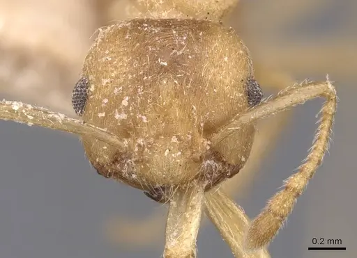 Crematogaster flava specimen CASENT0907515 image casent0907515_2