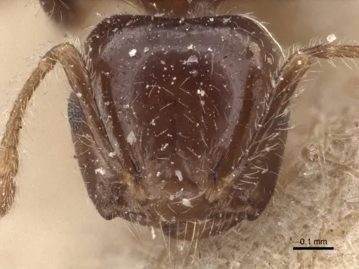 Crematogaster flavicornis specimen CASENT0916606 image casent0916606_2