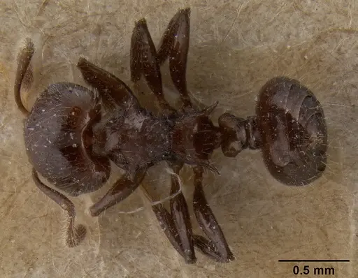 Crematogaster flavitarsis specimen CASENT0171212 image casent0171212_1