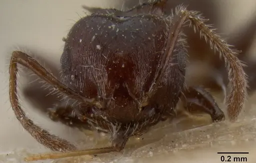 Crematogaster flavitarsis specimen CASENT0171212 image casent0171212_2