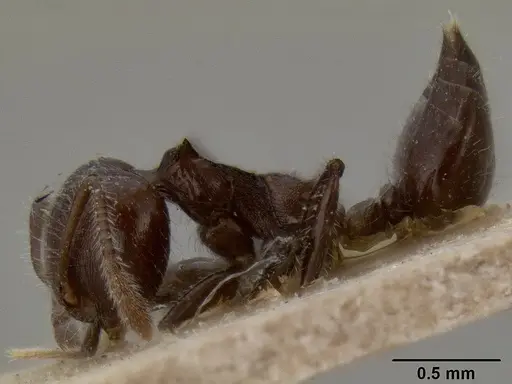 Crematogaster flavitarsis specimen CASENT0171212 image casent0171212_3