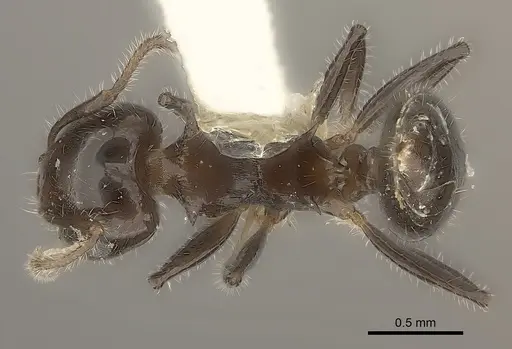 Crematogaster flavitarsis specimen CASENT0217846 image casent0217846_1