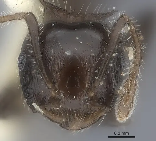 Crematogaster flavitarsis specimen CASENT0217846 image casent0217846_2