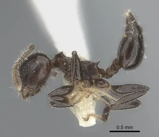 Crematogaster flavitarsis specimen CASENT0217846 image casent0217846_3