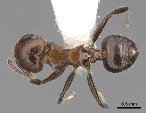 Crematogaster flavitarsis specimen CASENT0922674 image casent0922674_1