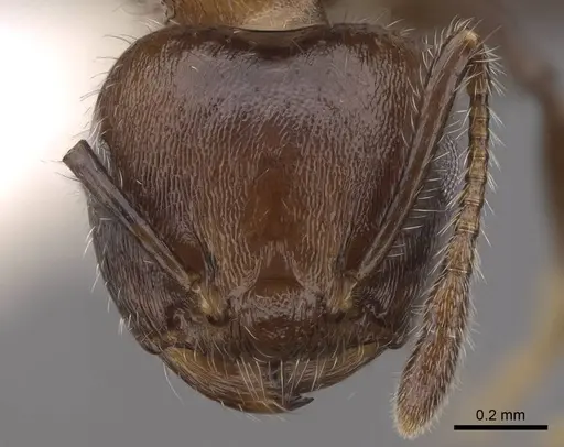 Crematogaster flavitarsis specimen CASENT0922674 image casent0922674_2