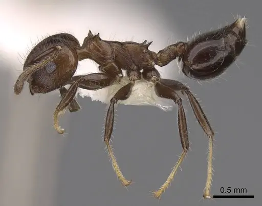 Crematogaster flavitarsis specimen CASENT0922674 image casent0922674_3