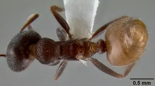 Crematogaster flaviventris specimen CASENT0193696 image casent0193696_1