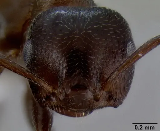 Crematogaster flaviventris specimen CASENT0193696 image casent0193696_2