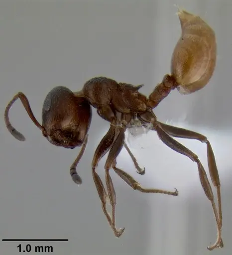 Crematogaster flaviventris specimen CASENT0193696 image casent0193696_3