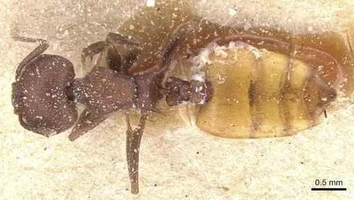 Crematogaster flaviventris specimen CASENT0912651 image casent0912651_1