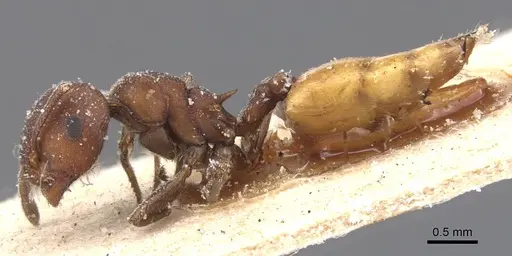 Crematogaster flaviventris specimen CASENT0912651 image casent0912651_3