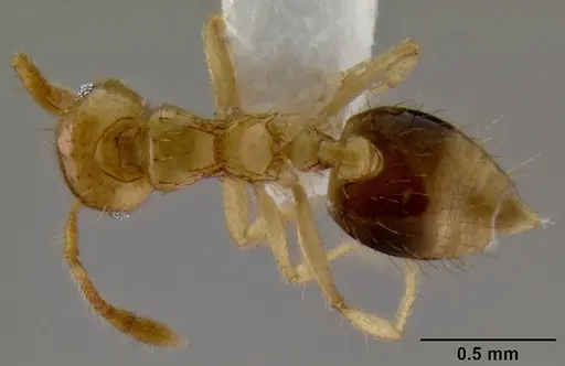 Crematogaster flavomicrops specimen CASENT0193764 image casent0193764_1