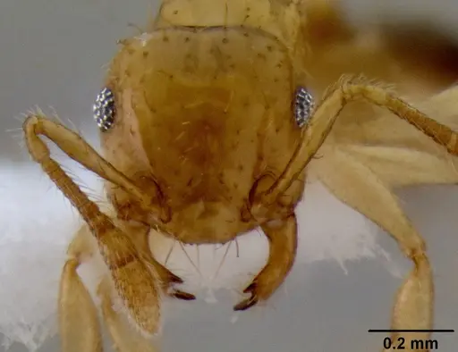 Crematogaster flavomicrops specimen CASENT0193764 image casent0193764_2