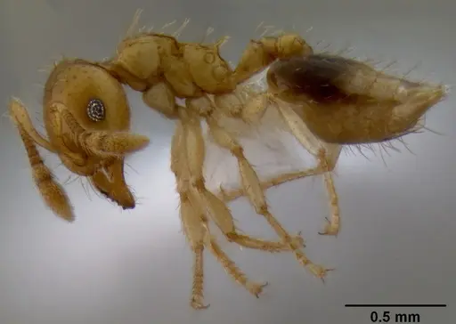 Crematogaster flavomicrops specimen CASENT0193764 image casent0193764_3