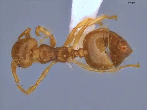Crematogaster flavomicrops specimen ECOFOG-KW14-0035-44 image ecofog-kw14-0035-44_1