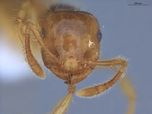 Crematogaster flavomicrops specimen ECOFOG-KW14-0035-44 image ecofog-kw14-0035-44_2