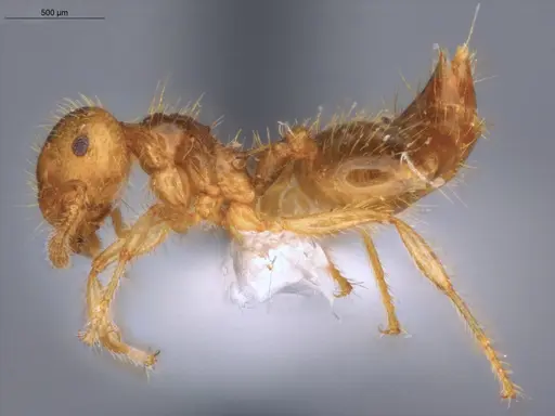 Crematogaster flavomicrops specimen ECOFOG-KW14-0035-44 image ecofog-kw14-0035-44_3