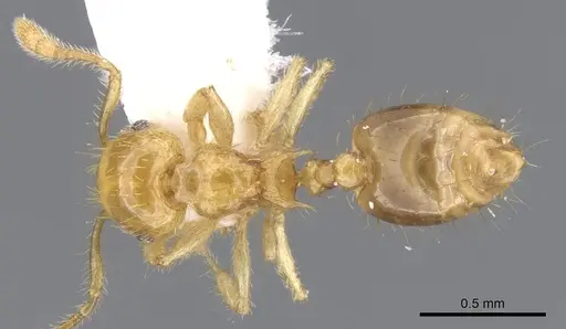 Crematogaster flavomicrops specimen INBIOCRI001233311 image inbiocri001233311_1