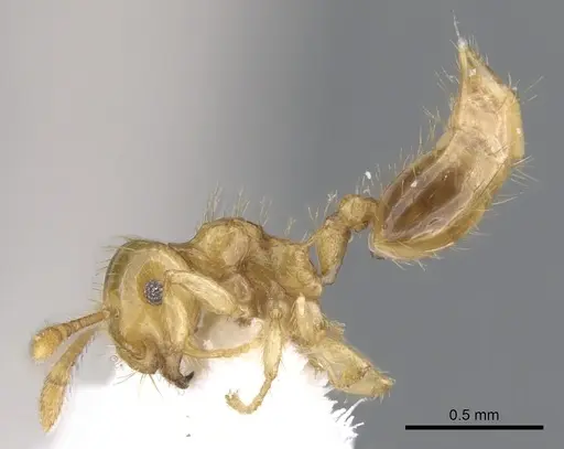Crematogaster flavomicrops specimen INBIOCRI001233311 image inbiocri001233311_3