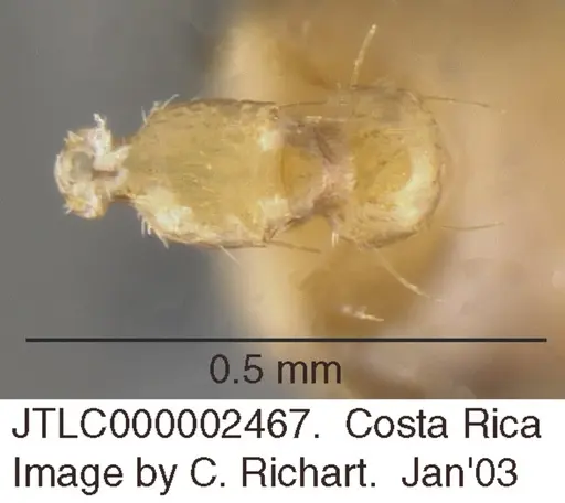 Crematogaster flavomicrops specimen JTLC000002467 image jtlc000002467_1