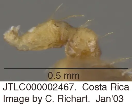 Crematogaster flavomicrops specimen JTLC000002467 image jtlc000002467_2