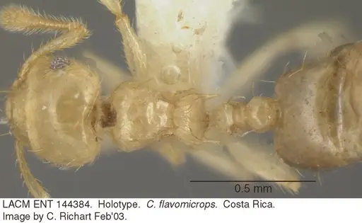 Crematogaster flavomicrops specimen LACM-ENT-144384 image lacm-ent-144384_1