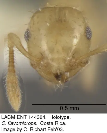 Crematogaster flavomicrops specimen LACM-ENT-144384 image lacm-ent-144384_2