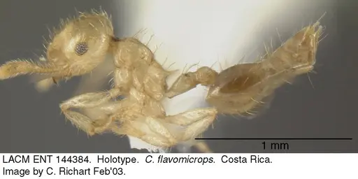 Crematogaster flavomicrops specimen LACM-ENT-144384 image lacm-ent-144384_3