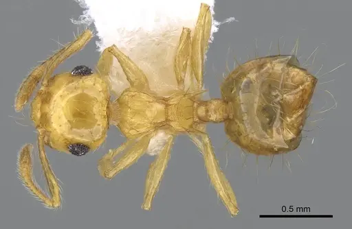 Crematogaster flavosensitiva specimen CASENT0914566 image casent0914566_1