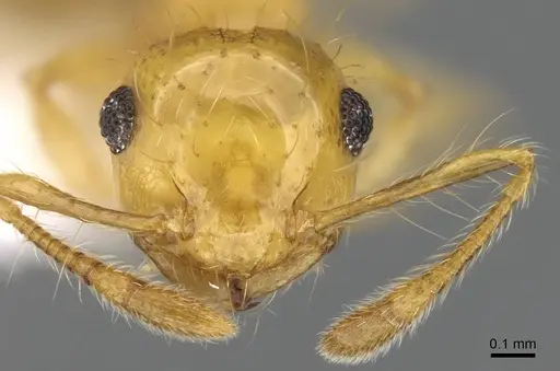 Crematogaster flavosensitiva specimen CASENT0914566 image casent0914566_2