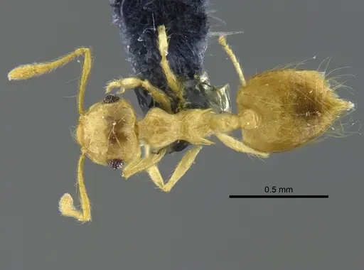 Crematogaster flavosensitiva specimen CBUMAGENT41955 image cbumagent41955_1