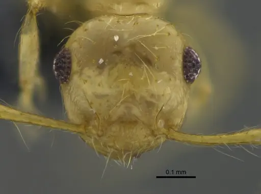 Crematogaster flavosensitiva specimen CBUMAGENT41955 image cbumagent41955_2