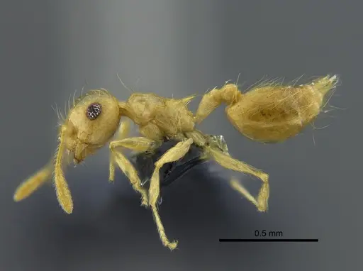 Crematogaster flavosensitiva specimen CBUMAGENT41955 image cbumagent41955_3