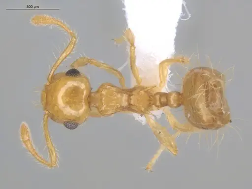 Crematogaster flavosensitiva specimen ECOFOG-IT14-0995-07 image ecofog-it14-0995-07_1