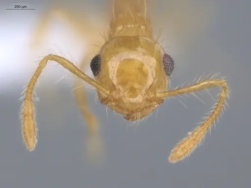 Crematogaster flavosensitiva specimen ECOFOG-IT14-0995-07 image ecofog-it14-0995-07_2