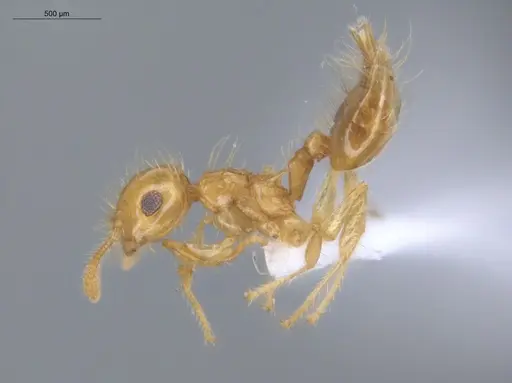 Crematogaster flavosensitiva specimen ECOFOG-IT14-0995-07 image ecofog-it14-0995-07_3