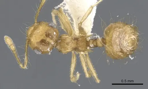 Crematogaster flavosensitiva specimen JTLC000001380 image jtlc000001380_1