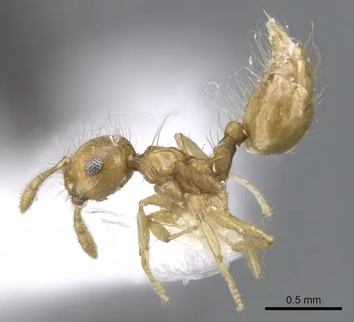Crematogaster flavosensitiva specimen JTLC000001380 image jtlc000001380_3