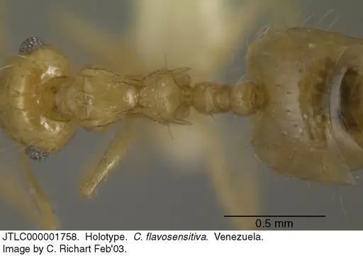 Crematogaster flavosensitiva specimen JTLC000001758 image jtlc000001758_1