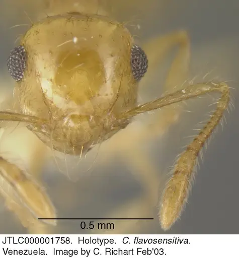 Crematogaster flavosensitiva specimen JTLC000001758 image jtlc000001758_2