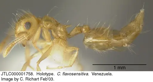 Crematogaster flavosensitiva specimen JTLC000001758 image jtlc000001758_3